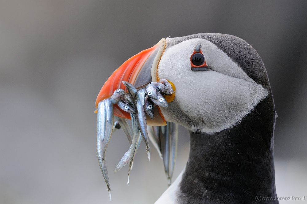 36400 Fratercula arctica (Pulcinella di mare).jpg